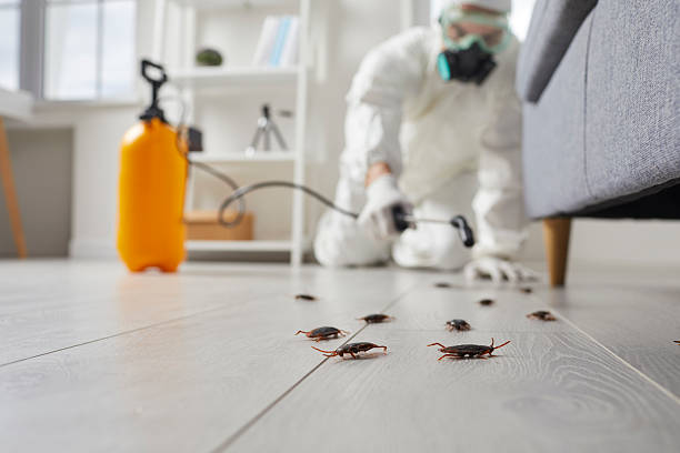 Commercial Rodent Management in Toro Canyon